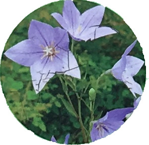 朝顔（キキョウ）