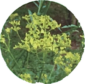 をみなへし（オミナェシ）