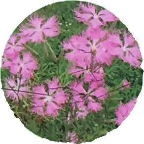 なでしこ（カワラナデシコ）