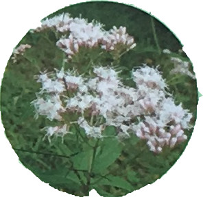 藤袴（フジバカマ）