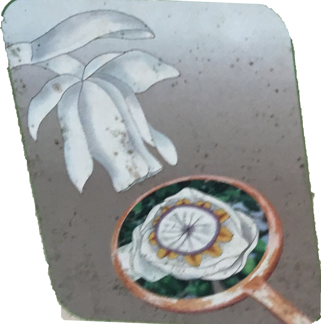 日陰を好む花―キンリョウソウー