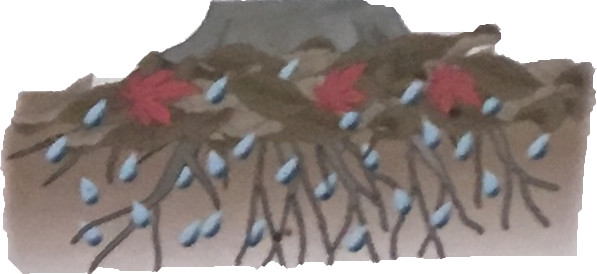 たくわえられた雨水は、やがてゆっくりと沢へしみ出します。