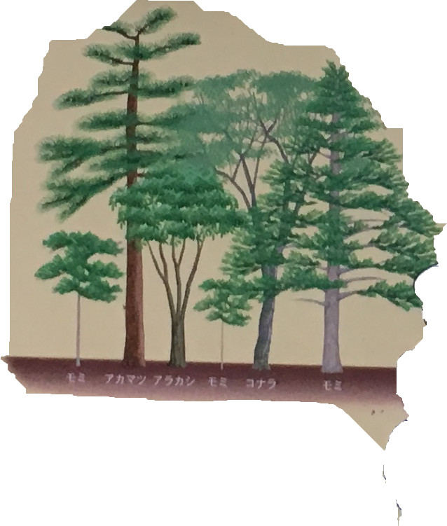 小さなモミは、暗い森でもゆっくりと成長できます。