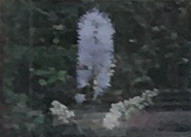 サラシナショウマ