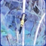 オオシオカラトンボ(メス)