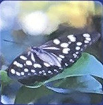 ゴマダラチョウ.