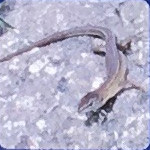 ニホンカンヘビ