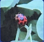 トホシテントウ