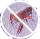 アメリカザリガニ