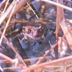 アズマヒキガエル