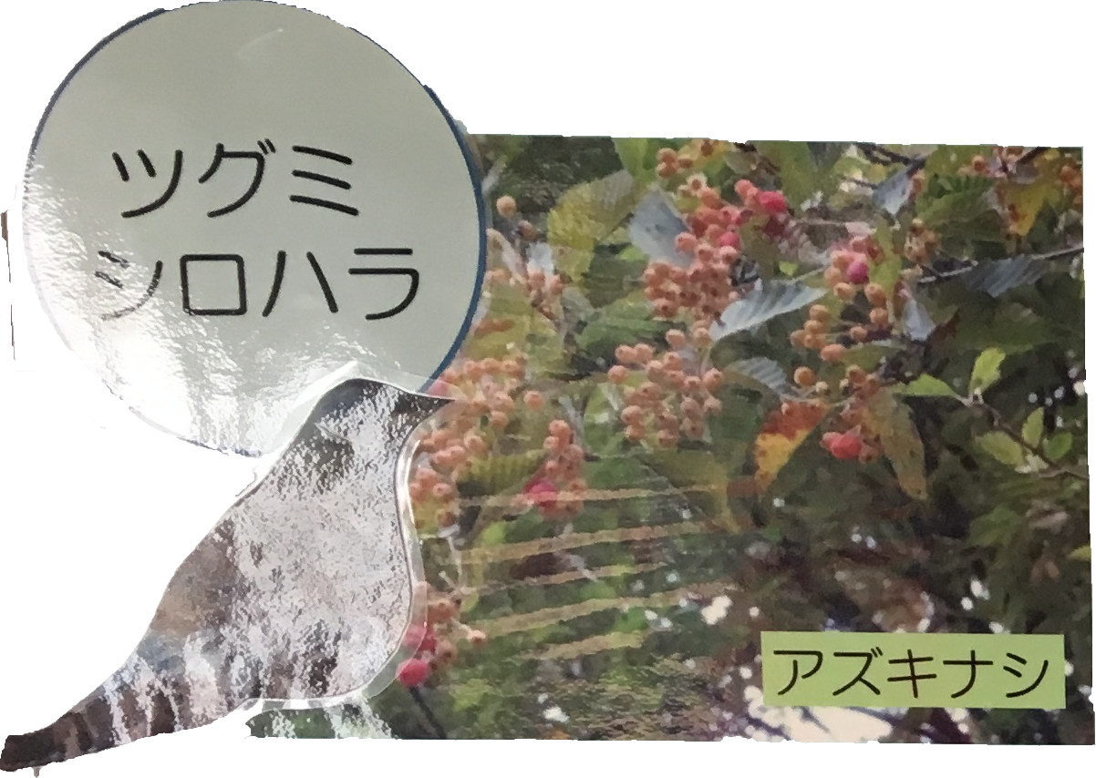 シグミシロハラ　アズキナシ