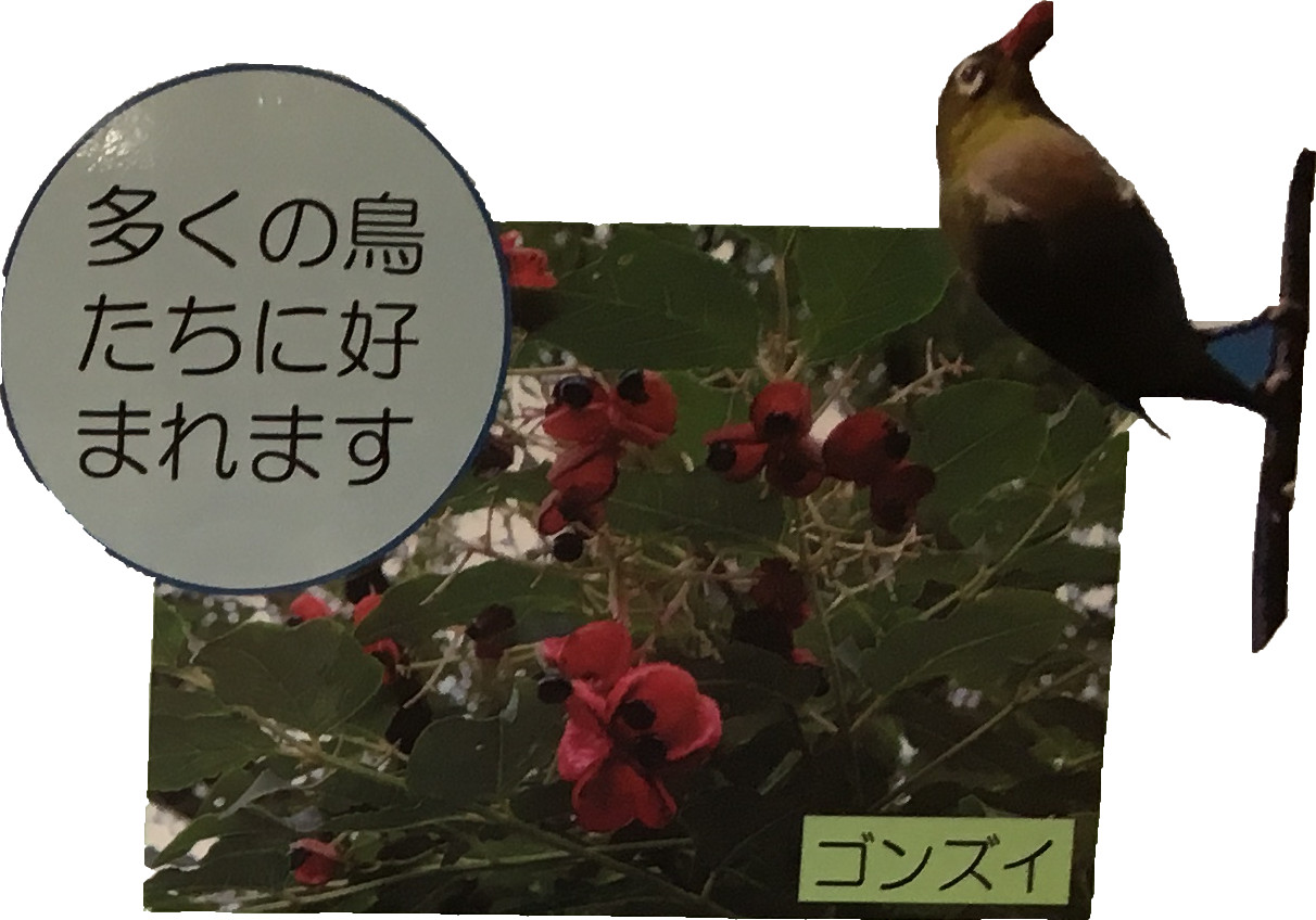 多くの鳥たちに好まれます　ゴンズイ