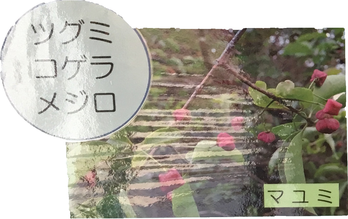 ツグミコゲラメジロ　マユミ