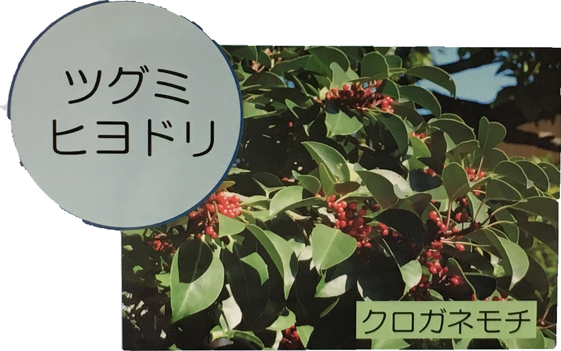 シグミヒヨドリ　クロガネモチ