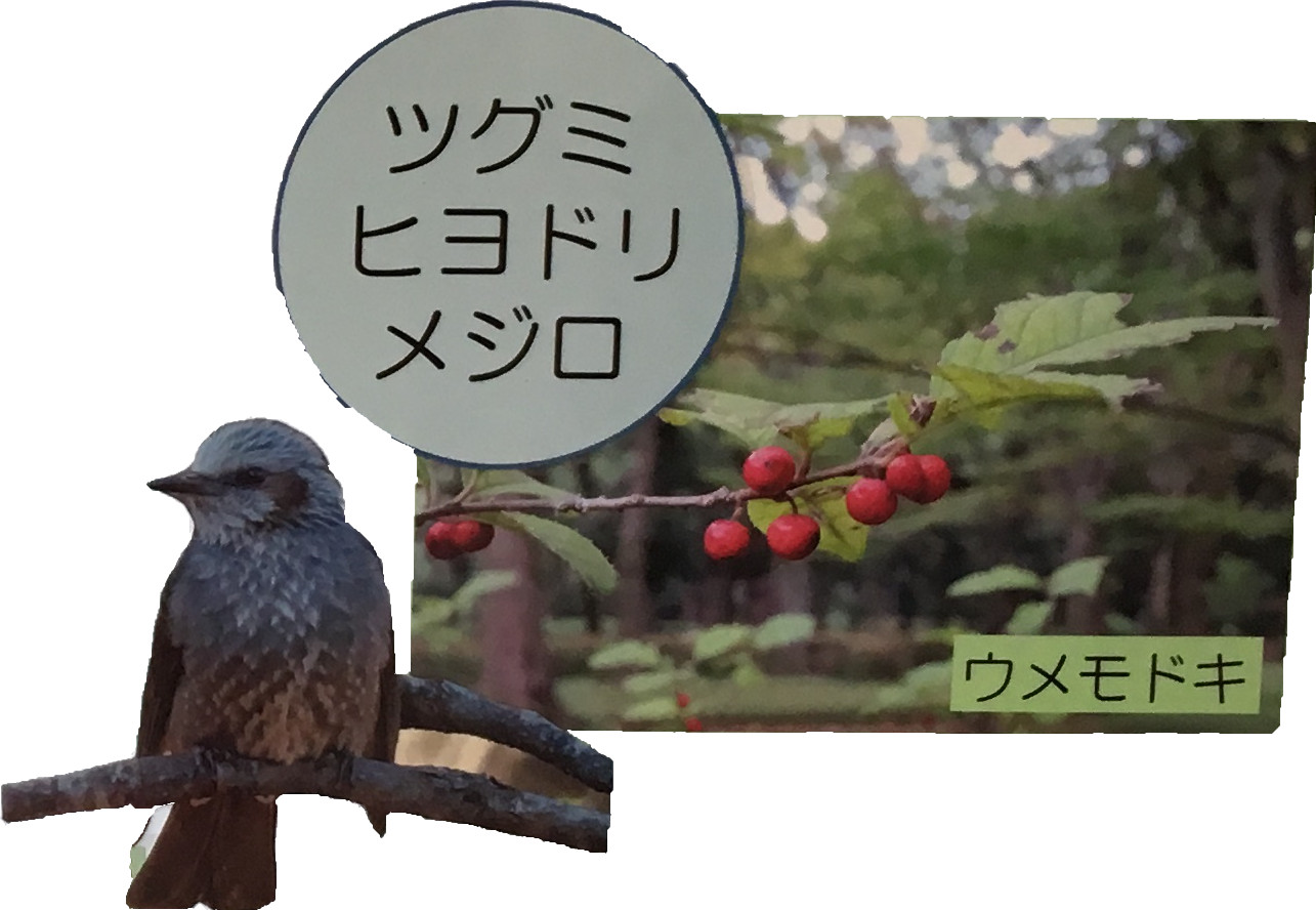 ツグミヒヨドリメジロ　ウメモドキ