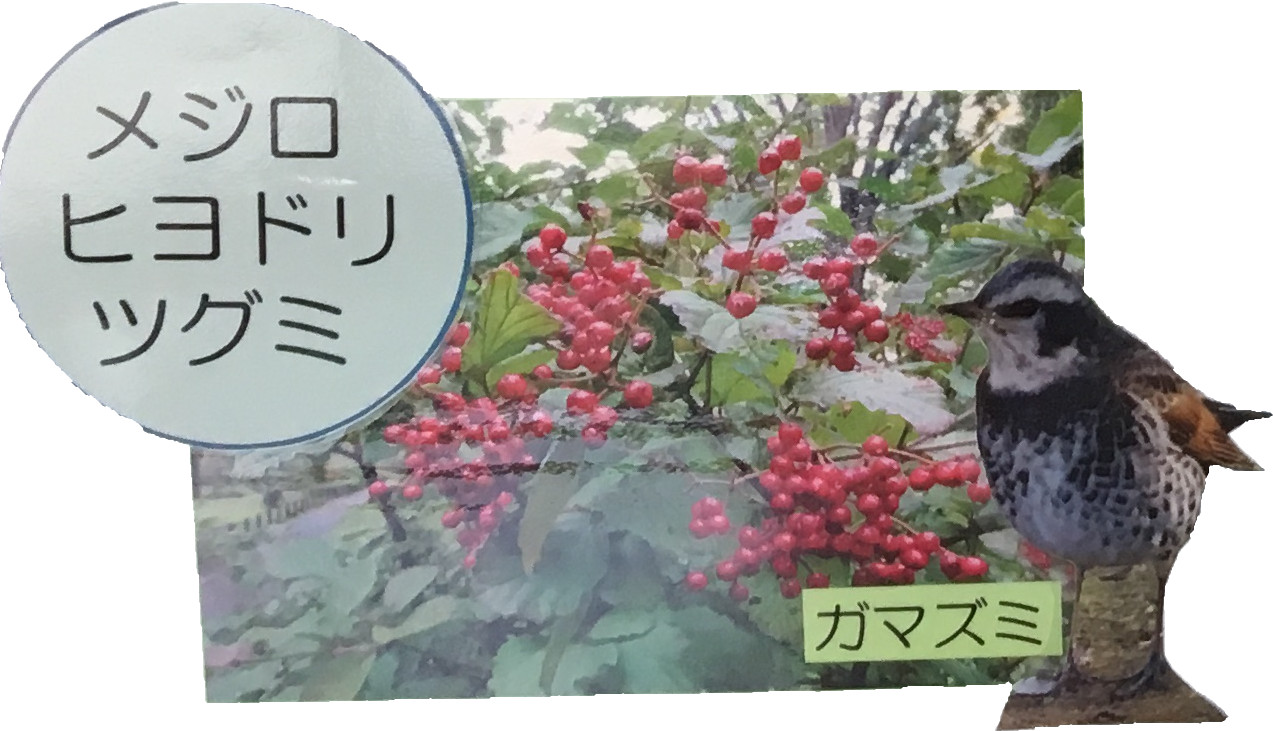 メジロヒヨドリツグミ　ガマズミ