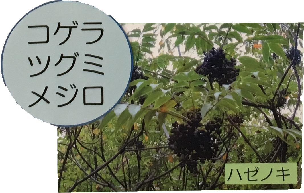 コゲラツグミメジロ　ハゼノキ