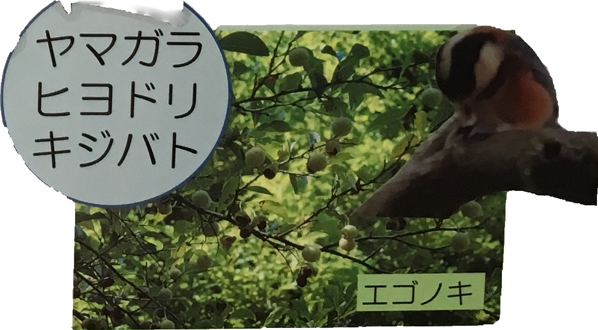 ヤマガラヒヨドリキジバト　エゴノキ