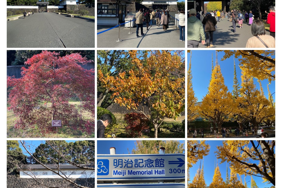 令和5年秋季皇居乾通り・明治神宮外苑いちょう並木ウオーキング