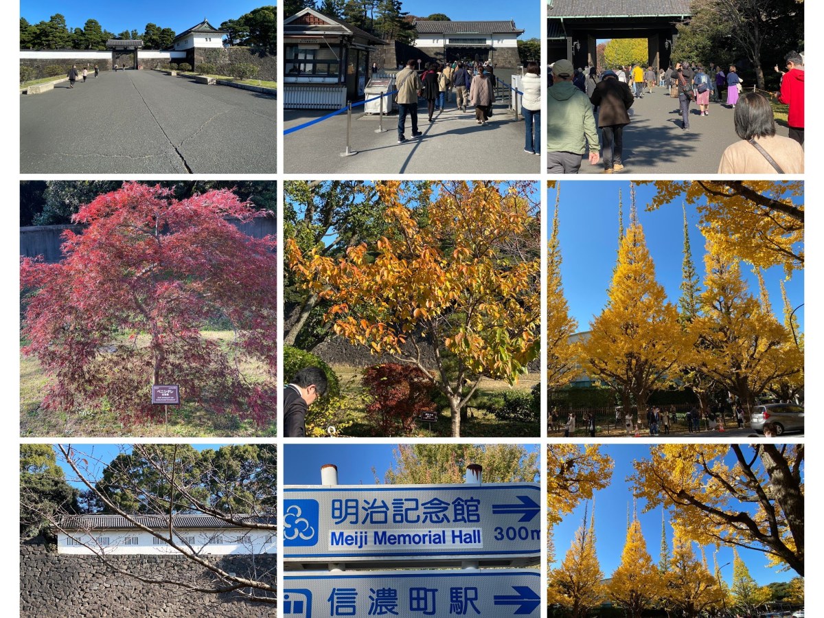 桜田門（スタート）→内堀通り歩道→坂下門→局門→富士見多聞→門長屋→乾門→七つの祈り周辺→竹橋交差点　周辺→東西線竹橋駅→半蔵門線青山一丁目→明治神宮外苑いちょう並木入口→明治神宮外苑いちょう並木→御観兵榎について→絵画館→明治記念館→信濃町駅（ゴール）