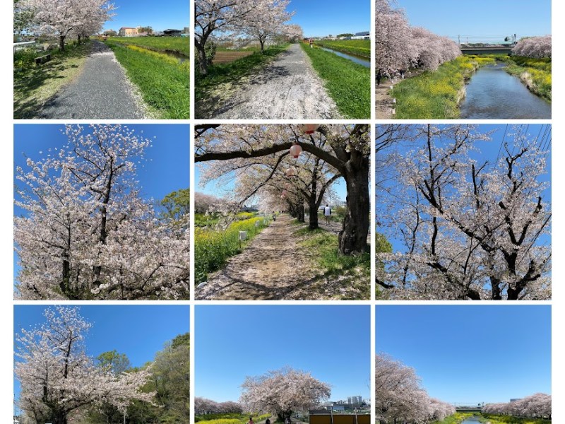 朝霞市立朝霞第二小学校（スタート）→城山公園（多機能トイレ）入口→岡の城山公園内→岡第二樋管（黒目川右岸遊歩道）→岡第三樋管（黒目川右岸遊歩道）→東洋大学朝霞キャンパスソフトボール場（黒目川右岸遊歩道）→水道橋→溝沼第一樋管→日本同盟基督教団 朝霞聖書教会 Asaka Bible Church→黒目川河川敷いこいの広場→埼玉県朝霞県土整備事務所→浜崎黒目花広場(あじさい苑)→東林橋児童遊園地（ゴール）